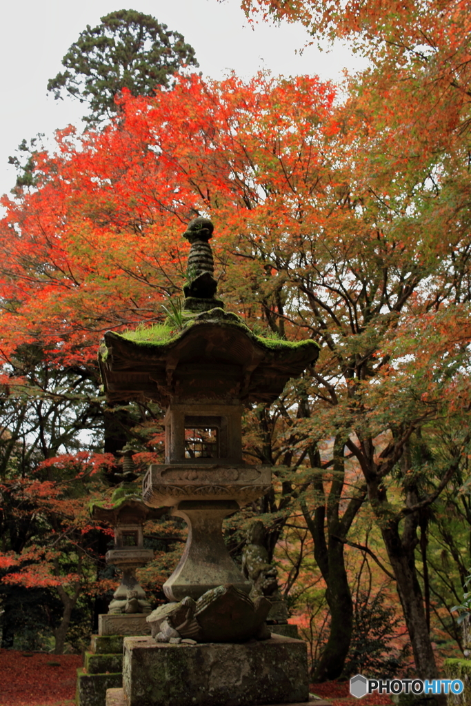 いにしえの紅葉