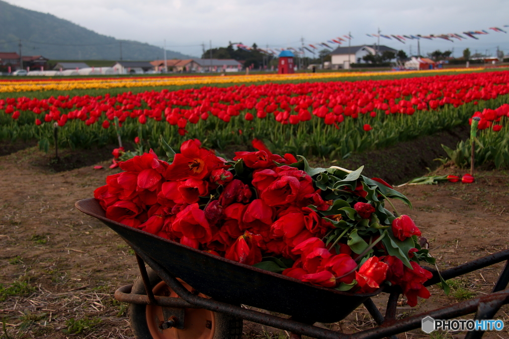 花畑をあとに