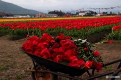 花畑をあとに