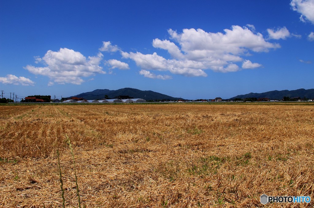 麦秋の青空