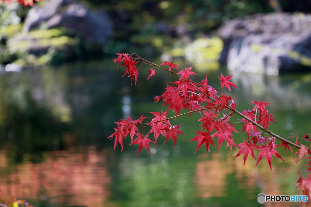 紅葉のころ