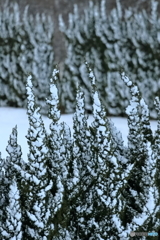 雪化粧