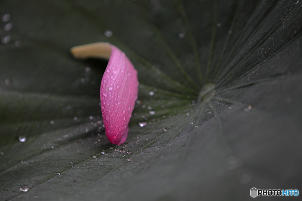 花びら散るとき