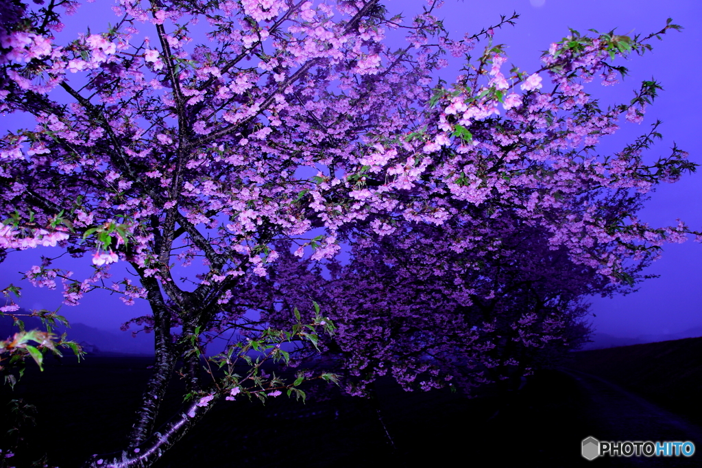 夜桜　