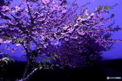 夜桜　