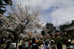 松江城のお花見