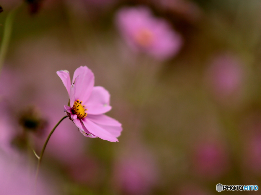 秋桜のとき