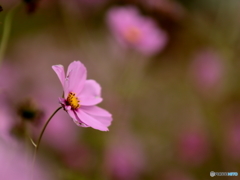 秋桜のとき