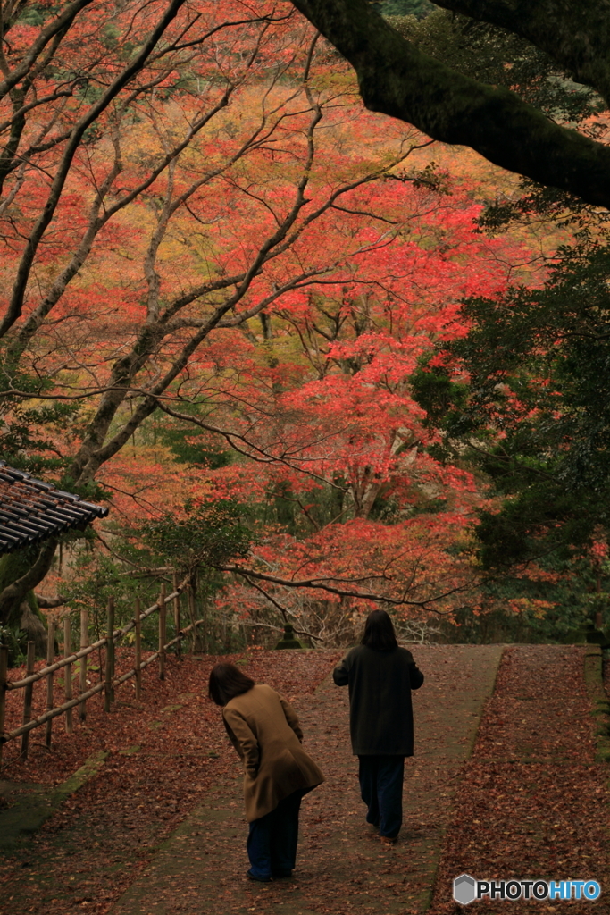 紅葉散策