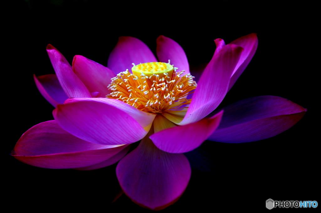 Last  Flower