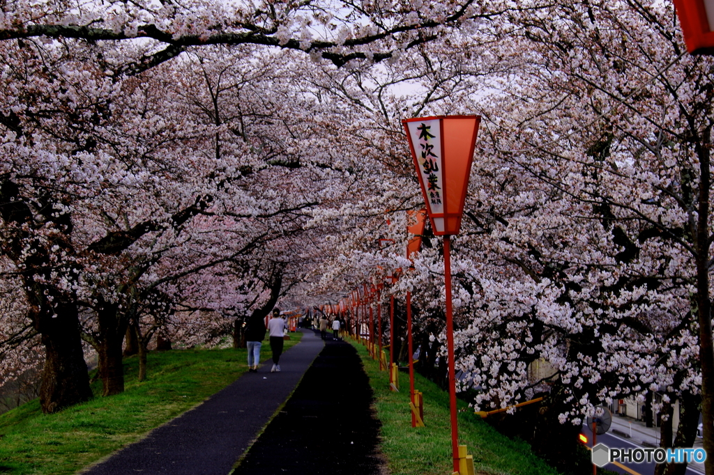 桜の並木道