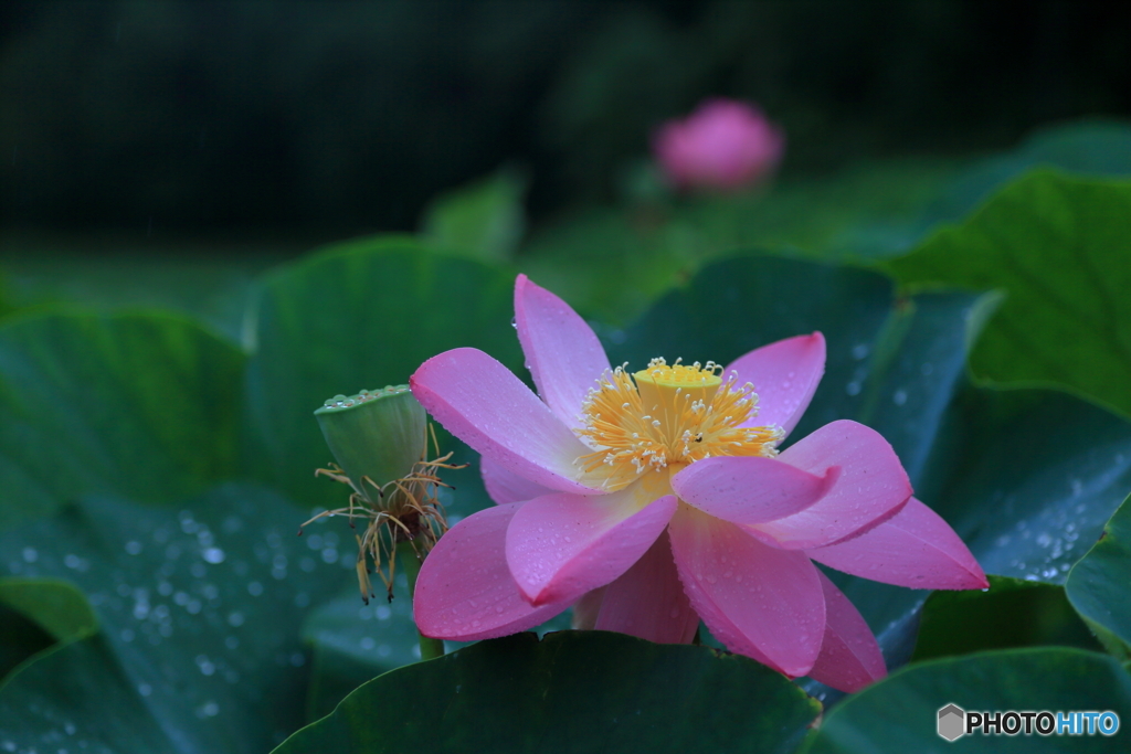 蓮の花