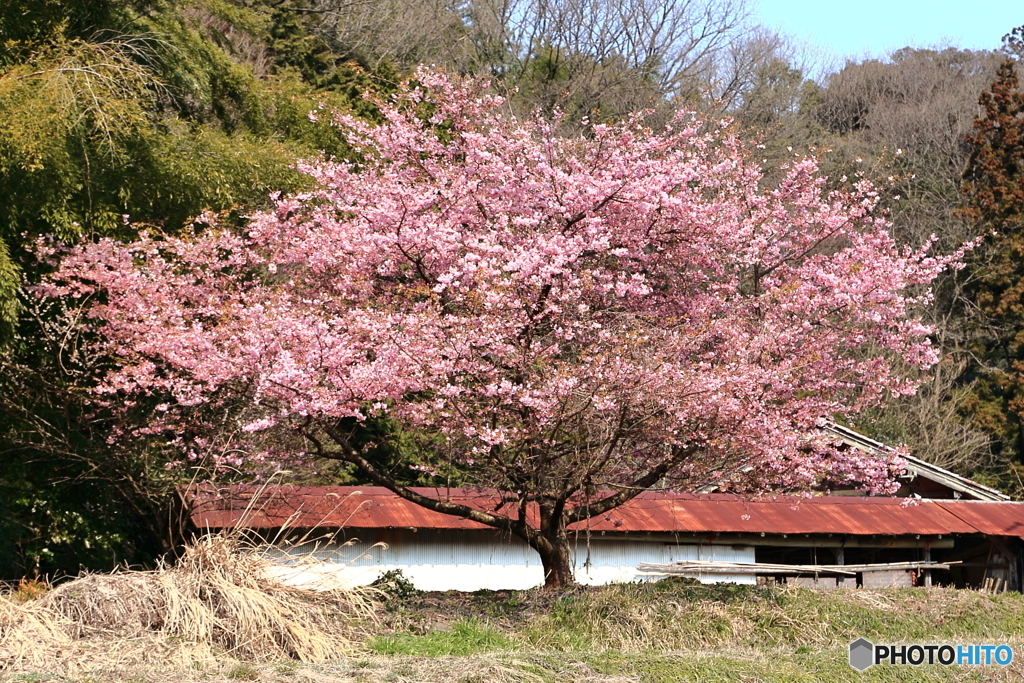 山あいの桜