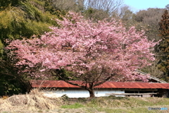 山あいの桜