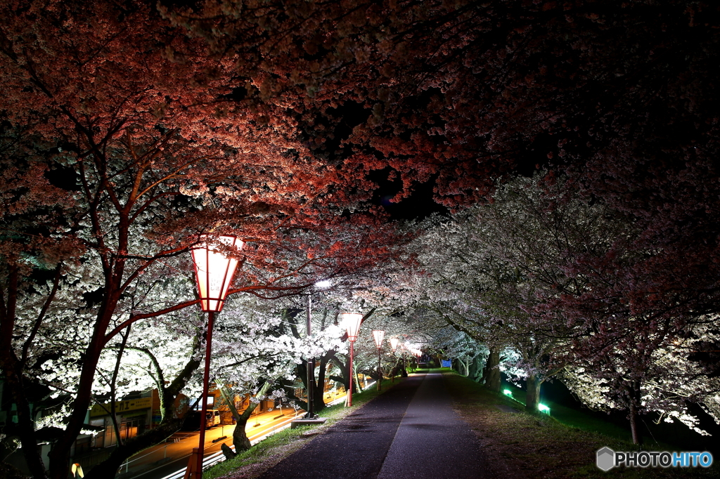 夜桜の道