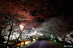 夜桜の道