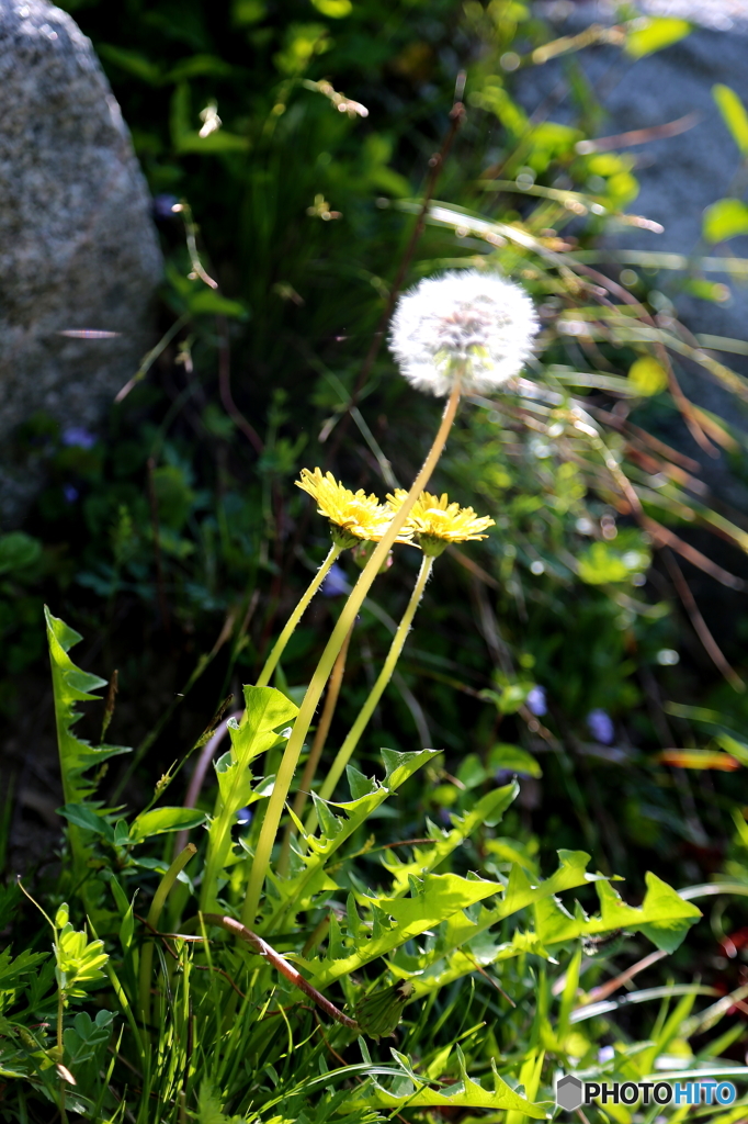 山に咲く花
