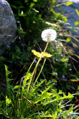 山に咲く花