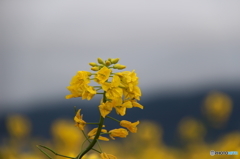 出雲の菜の花