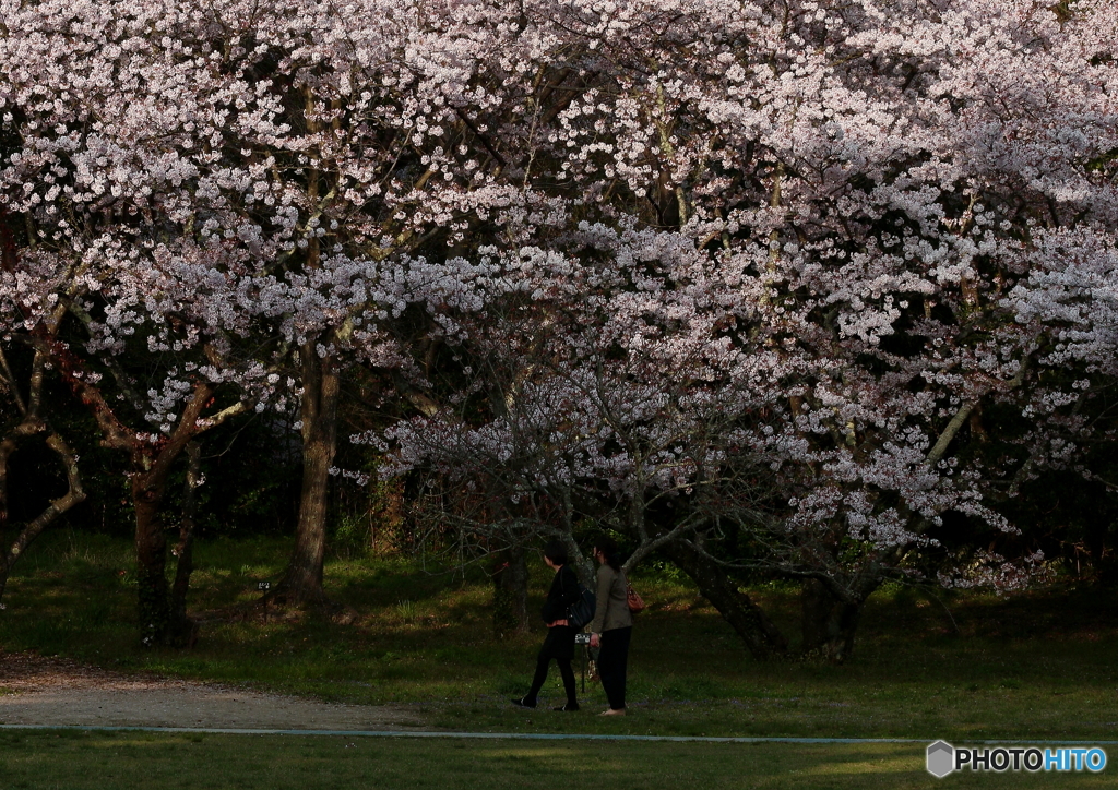 大社の桜