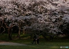 大社の桜