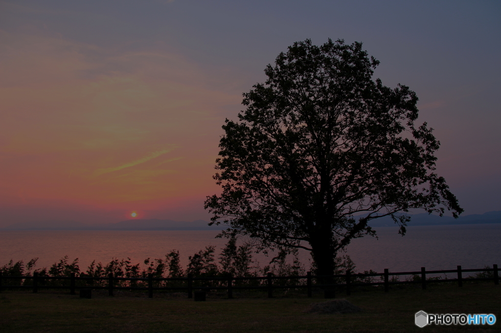 湖畔の樹　夕暮れver