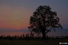 湖畔の樹　夕暮れver
