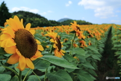 ひまわり畑