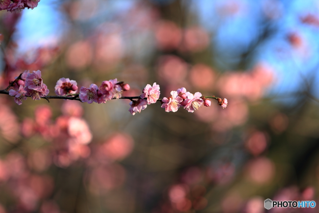 梅の花開く