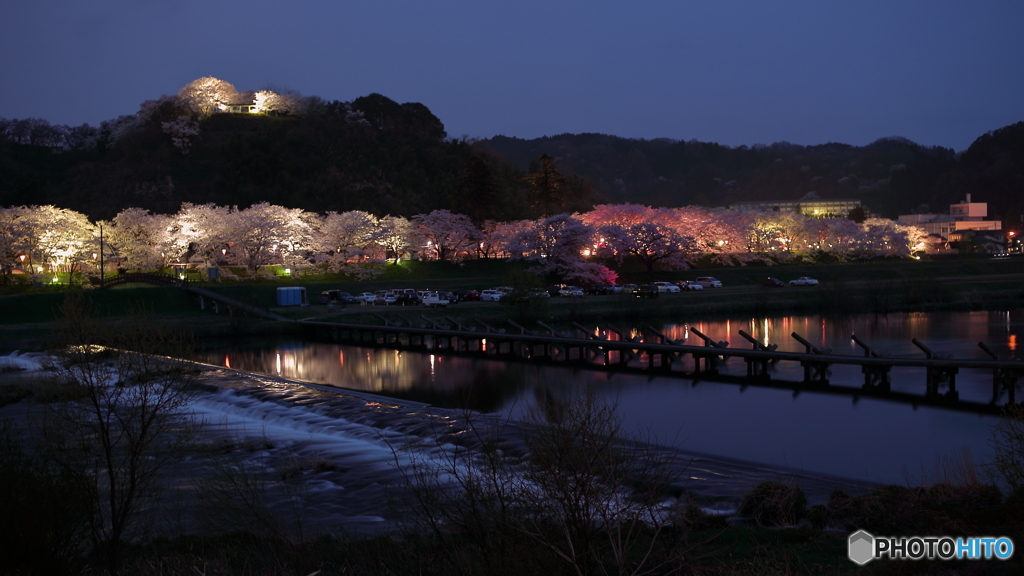 夜桜散策