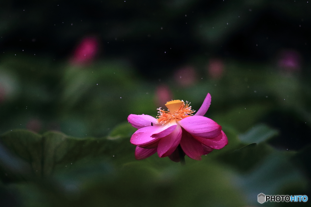 雨粒