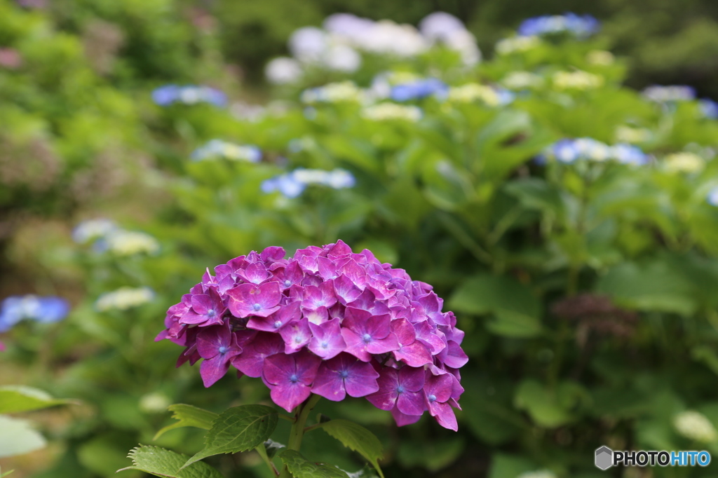 紫陽花の時