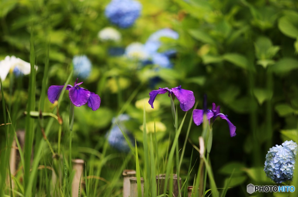 菖蒲の花