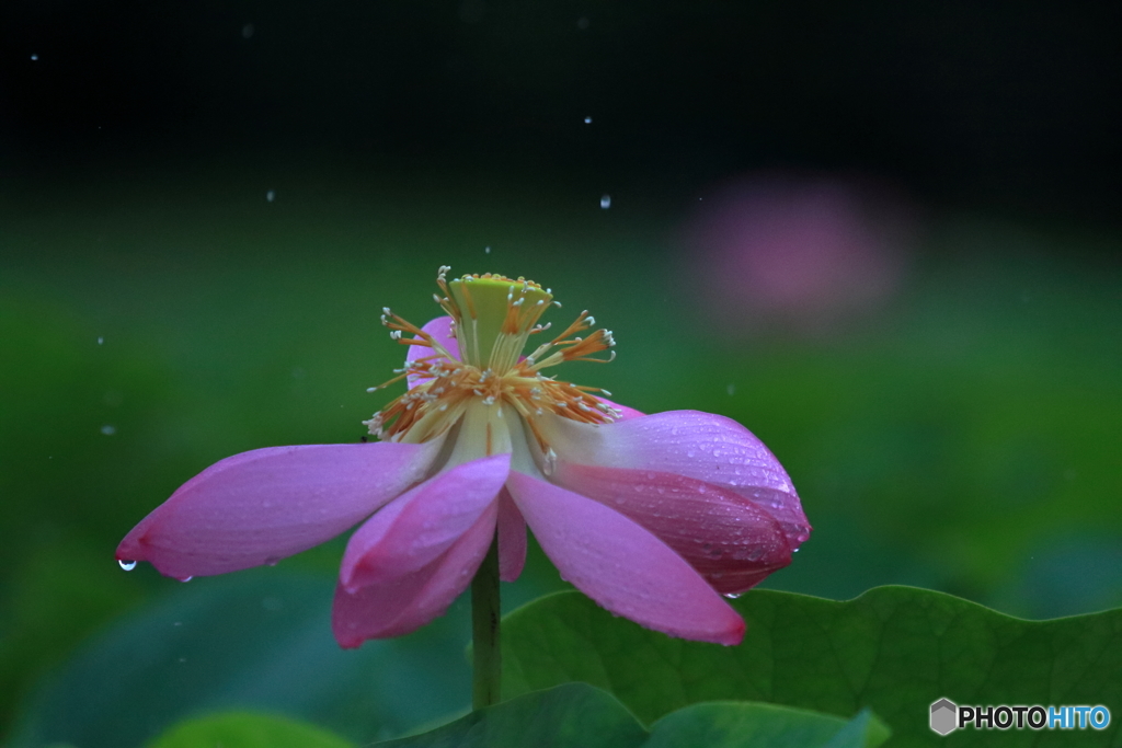 梅雨のとき