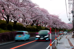 桜並木
