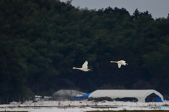 雪原を飛ぶ