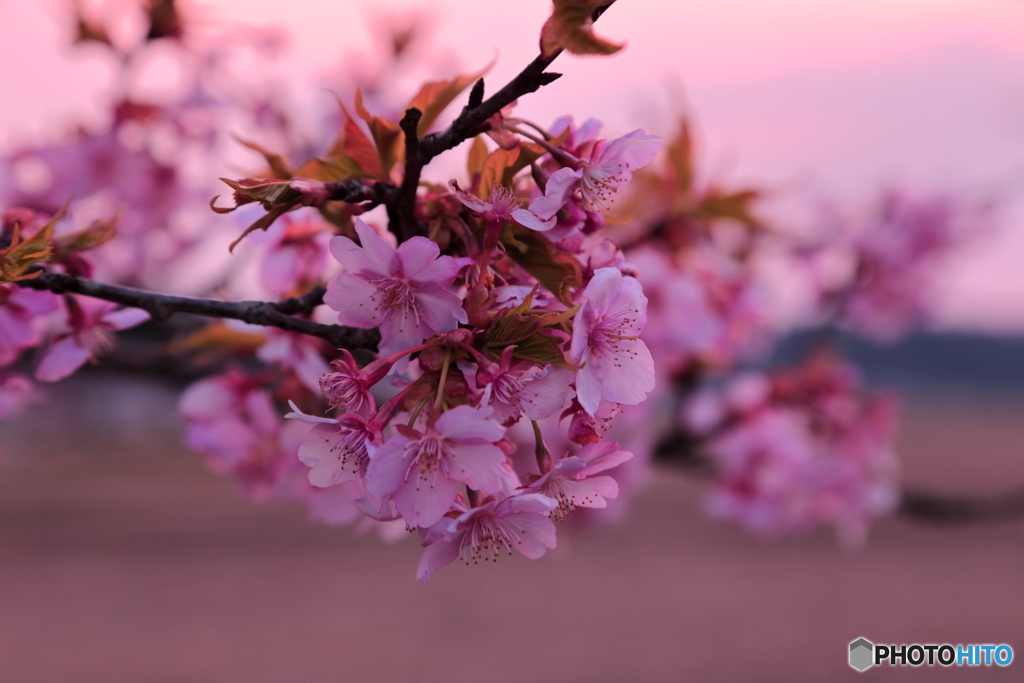 夕暮れの河津桜