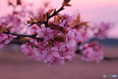 夕暮れの河津桜