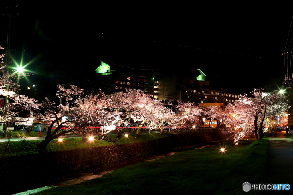 玉造の夜桜並木