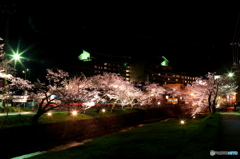 玉造の夜桜並木