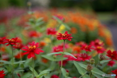 夏の花壇