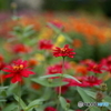 夏の花壇