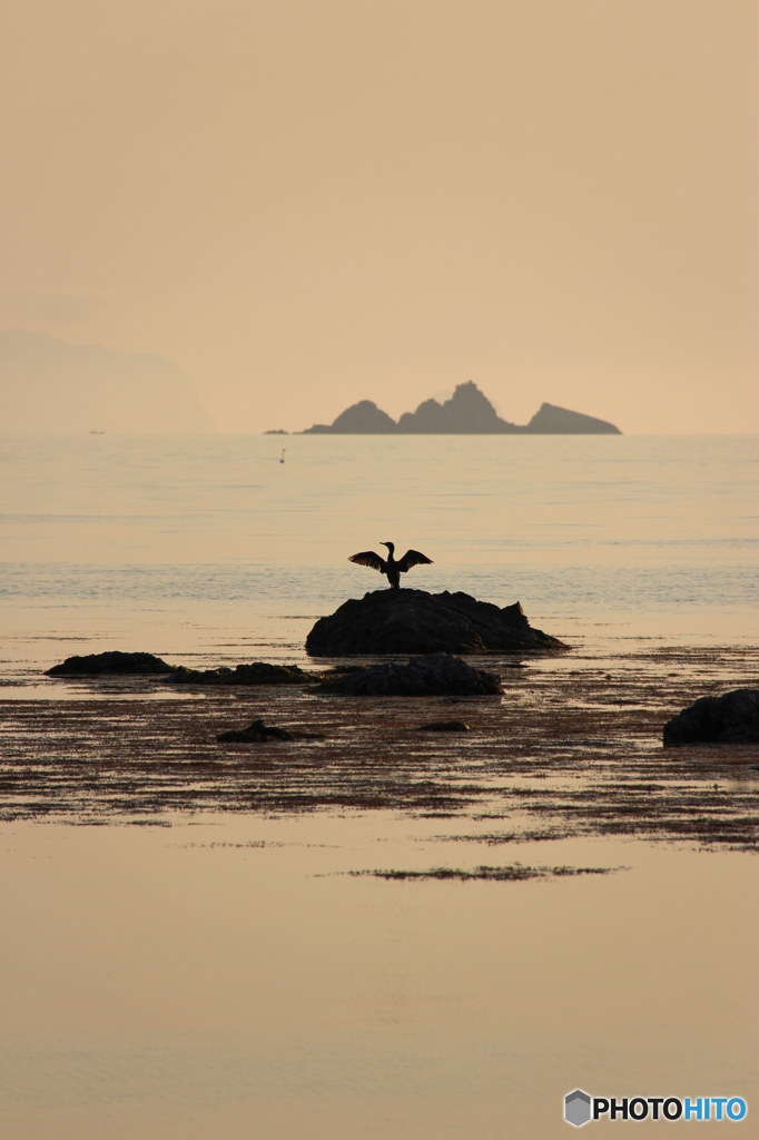 夕暮れの海鳥