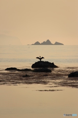夕暮れの海鳥
