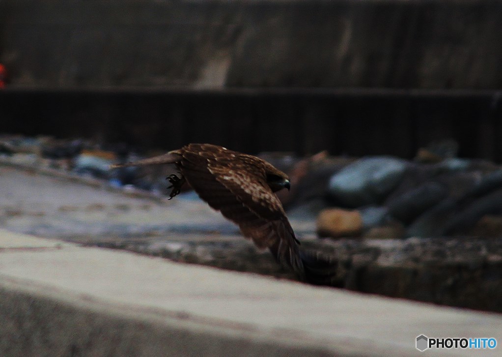 飛び立つ鳶