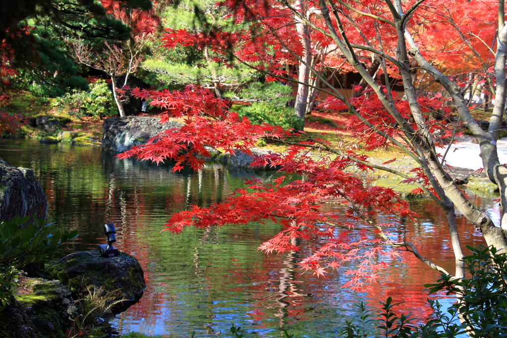 庭園の紅葉