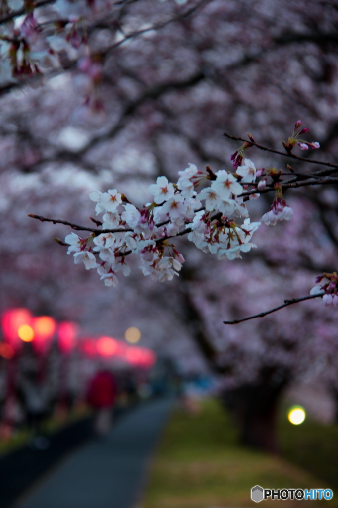 桜の咲く頃