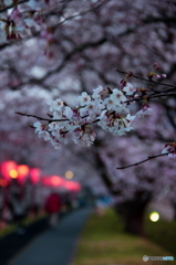桜の咲く頃
