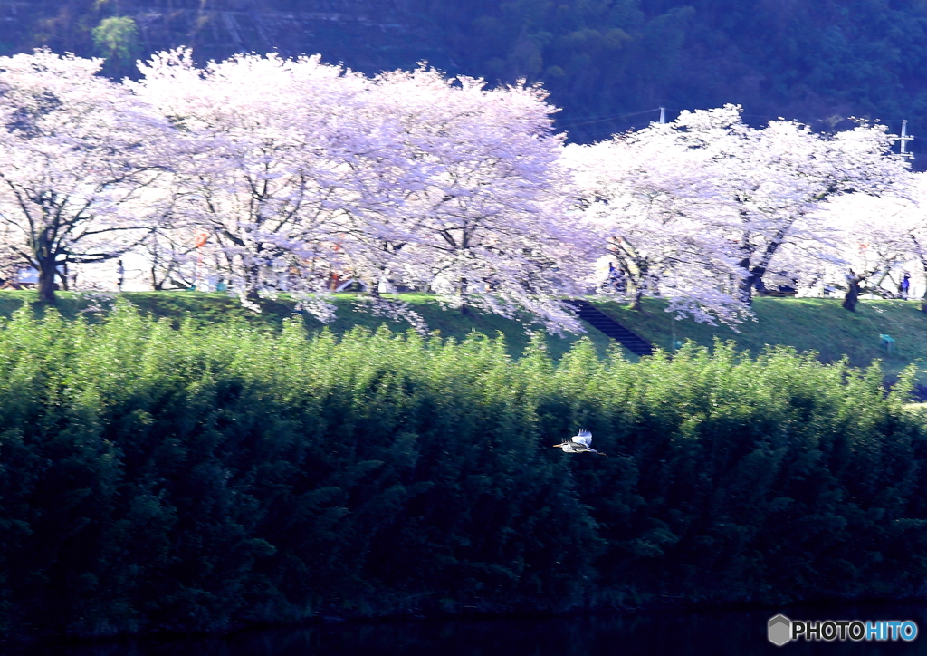 桜並木と鳥