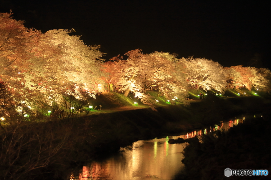 桜並木